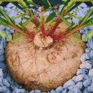 Limited Edition Talinum Caffrum, rare caudex bonsai cactus exotic succulent fameflower20 seeds Limited Edition Talinum Caffrum, rare caudex bonsai cactus exotic succulent fameflower20 seeds