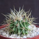 Top-Quality Ferocactus glaucescens exotic rare blue barrel cacti outdoor plant cactus 4"" Top-Quality Ferocactus glaucescens exotic rare blue barrel cacti outdoor plant cactus 4""