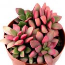 Best-Selling Anacampseros rufescens | variegated multy color leaves variegata seed 100 seeds Best-Selling Anacampseros rufescens | variegated multy color leaves variegata seed 100 seeds