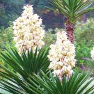 New Arrival Spanish Bayonet, rare YUCCA ALOIFOLIA agave garden Dagger Plant seed - 15 SEEDS