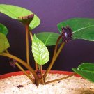 Best-Selling DORSTENIA ELATA rare succulents caudex exotic caudiciform bonsai seed 20 SEEDS Best-Selling DORSTENIA ELATA rare succulents caudex exotic caudiciform bonsai seed 20 SEEDS