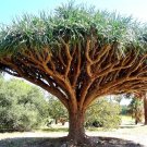 Limited Edition Dragon's Blood Tree, Dracaena draco rare Canary Island palm bonsai seed 50 SEEDS Limited Edition Dragon's Blood Tree, Dracaena draco rare Canary Island palm bonsai seed 50 SEEDS