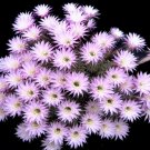 New Arrival Echinopsis Multiplex easter lily oxygona rare cactus exotic seed cacti 100 SEEDS New Arrival Echinopsis Multiplex easter lily oxygona rare cactus exotic seed cacti 100 SEEDS