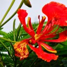 Limited Edition ROYAL POINCIANA flamboyant tree Delonix Regia flowering madagascar 6-8"" plant