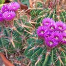 Exclusive Ferocactus latispinus | barrel cacti rare cactus outdoor garden seed 50 SEEDS Exclusive Ferocactus latispinus | barrel cacti rare cactus outdoor garden seed 50 SEEDS