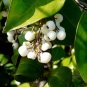 Limited Edition FLORIDA NATIVE White Indigoberry, randia aculeata indigo berry seed -50 seeds