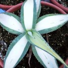 Premium AGAVE GUIENGOLA mediopicta alba good variegated VERY RARE variegata plant 4"" pot Premium AGAVE GUIENGOLA mediopicta alba good variegated VERY RARE variegata plant 4"" pot