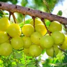 Exclusive PHYLLANTHUS EMBLICA indian gooseberry amla fruit tree rare exotic seed 5 seeds Exclusive PHYLLANTHUS EMBLICA indian gooseberry amla fruit tree rare exotic seed 5 seeds