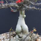 Top-Quality Euphorbia PEDILANTHOIDES | exotic madagascar succulent rare bonsai seed 5 seeds Top-Quality Euphorbia PEDILANTHOIDES | exotic madagascar succulent rare bonsai seed 5 seeds