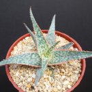 Exclusive RARE ALOE CV. BRIGHT STAR hybrid exotic color succulent cacti plant 4"" pot