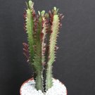 New Arrival EUPHORBIA TRIGONA RUBRA African Milk Tree rare cactus plant exotic succulent 6""