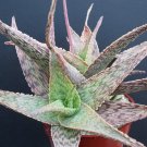 Top-Quality Aloe cultivar SILVER RIDGE, hybrid exotic color succulent rare seed 50 SEEDS