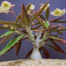 Best-Selling Euphorbia suzannae-marnierae, exotic rare madagascar bonsai caudex seed 10 seeds