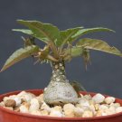 Premium Dorstenia foetida exotic bonsai caudex rare succulent plant cactus cacti4"" pot Premium Dorstenia foetida exotic bonsai caudex rare succulent plant cactus cacti4"" pot