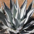 Exclusive Agave desertii exotic succulent rare cactus seed plant aloe garden pot 100 SEEDS Exclusive Agave desertii exotic succulent rare cactus seed plant aloe garden pot 100 SEEDS