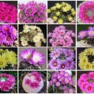 Top-Quality Mammillaria MIX | pincushion exotic cacti rare cactus collection seed 500 SEEDS Top-Quality Mammillaria MIX | pincushion exotic cacti rare cactus collection seed 500 SEEDS