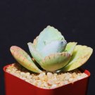Top-Quality Kalanchoe gastonis bonnieri, Donkey ear plants rare succulent plant cacti 2"" pot Top-Quality Kalanchoe gastonis bonnieri, Donkey ear plants rare succulent plant cacti 2"" pot