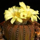 Best-Selling Frailea castanea exotic flower cacti rare flowering cactus semi seed 15 SEEDS Best-Selling Frailea castanea exotic flower cacti rare flowering cactus semi seed 15 SEEDS