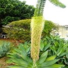 Top-Quality FOXTAIL AGAVE ATTENUATA spineless rare agaves succulent aloe plant seed 15 SEEDS Top-Quality FOXTAIL AGAVE ATTENUATA spineless rare agaves succulent aloe plant seed 15 SEEDS