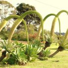 Limited Edition AGAVE ATTENUATA spineless agaves succulent plant seed rare aloe gardens 15 SEEDS