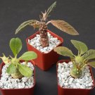 Top-Quality DORSTENIA COLLECTION VARIETY MIX exotic bonsai africa caudex rare 3 plant 2"" pot Top-Quality DORSTENIA COLLECTION VARIETY MIX exotic bonsai africa caudex rare 3 plant 2"" pot
