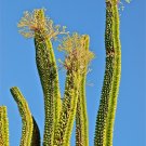 Top-Quality Alluaudia procera Madagascar Ocotillo Fouquieria splenden succulent seed 5 SEEDS