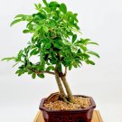 Exclusive RARE Schefflera arboricola flowering Dwarf UmbrellaTree exotic bonsai25 seeds Exclusive RARE Schefflera arboricola flowering Dwarf UmbrellaTree exotic bonsai25 seeds