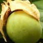 Top-Quality Passiflora Maliformis, Sweet Calebash passion flower edible fruit seed 50 SEEDS