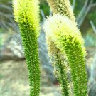 Limited Edition AGAVE ATTENUATA spineless agaves succulent plant seed rare aloe garden 100 SEEDS