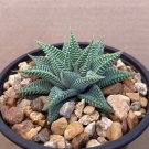 Exclusive HAWORTHIA LIMIFOLIA VAR STRIATA rare exotic succulent plant aloe garden 4""