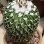 Top-Quality Stenocactus phyllanthus echinofosulocactus exotic brain cacti rare seed 10 SEEDS