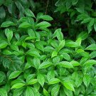 New Arrival Psychotria nervosa, wild coffee florida native attract birds butterfly -15 seeds