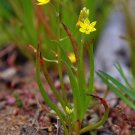 Best-Selling LEEK LILY bulbine semibarbata rare wild onion succulent flowering seed 20 seeds Best-Selling LEEK LILY bulbine semibarbata rare wild onion succulent flowering seed 20 seeds
