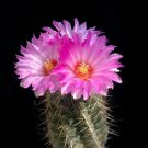 New Arrival Thelocactus bicolor bolaensis, exotic flowering cactus cacti rare seed 50 SEEDS New Arrival Thelocactus bicolor bolaensis, exotic flowering cactus cacti rare seed 50 SEEDS