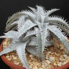 Limited Edition DYCKIA MARNIER LAPOSTOLLEI exotic terrestrial bromeliad rare cacti seed 25 seeds Limited Edition DYCKIA MARNIER LAPOSTOLLEI exotic terrestrial bromeliad rare cacti seed 25 seeds