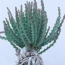 Top-Quality Euphorbia knutii, exotic african bonsai caudex africa succulentseed 5 seeds