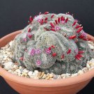 New Arrival Mammillaria perbella rare flower cacti pincushion globular cactusseed 15 SEEDS