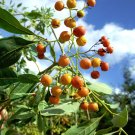 New Arrival Bourreria ovata Bahama Strongbark Florida native tree bee bonsai seed 100 seeds New Arrival Bourreria ovata Bahama Strongbark Florida native tree bee bonsai seed 100 seeds