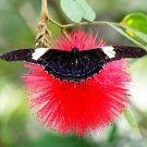 New Arrival Calliandra Haematocephala rare mimosa tree bonsai powder puff bush seed 20 seeds New Arrival Calliandra Haematocephala rare mimosa tree bonsai powder puff bush seed 20 seeds