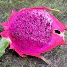 Premium Dragon fruit purple pitaya exotic plant seed 10 seeds P Premium Dragon fruit purple pitaya exotic plant seed 10 seeds P