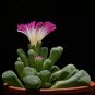 New Arrival Frithia pulchra, rare cactus mesembs cacti living stones baby toe seed 50 SEEDS