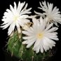 New Arrival Discocactus variety MIX cactus cacti rare seed 50 SEEDS