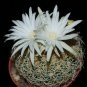 New Arrival Discocactus variety MIX cactus cacti rare seed 50 SEEDS