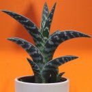 Best-Selling ALOE VARIEGATA exotic succulent rare desert healing plant garden seed 10 SEEDS Best-Selling ALOE VARIEGATA exotic succulent rare desert healing plant garden seed 10 SEEDS