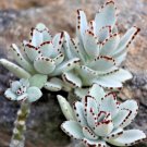 New Arrival KALANCHOE TOMENTOSA rare succulent panda plant 4""