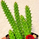 Exclusive Huernia schneideriana plant asclepiad stapeliad rare red flowering color exotic Exclusive Huernia schneideriana plant asclepiad stapeliad rare red flowering color exotic