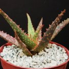 Top-Quality Aloe cultivar FANG, exotic hybrid rare color succulent cactus cacti plant 4"" pot Top-Quality Aloe cultivar FANG, exotic hybrid rare color succulent cactus cacti plant 4"" pot