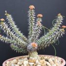 Premium Euphorbia GOTTLEBEI exotic caudex madagascar succulent rare bonsai seed 5 seeds