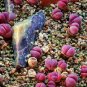 New Arrival Lithops Optica RUBRA rare mesembs exotic succulent living stones cactus 15 SEEDS
