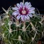 New Arrival ECHINOFOSULOCACTUS MIXED VARIETY mix stenocactus brain cactus rare seed 50 SEEDS
